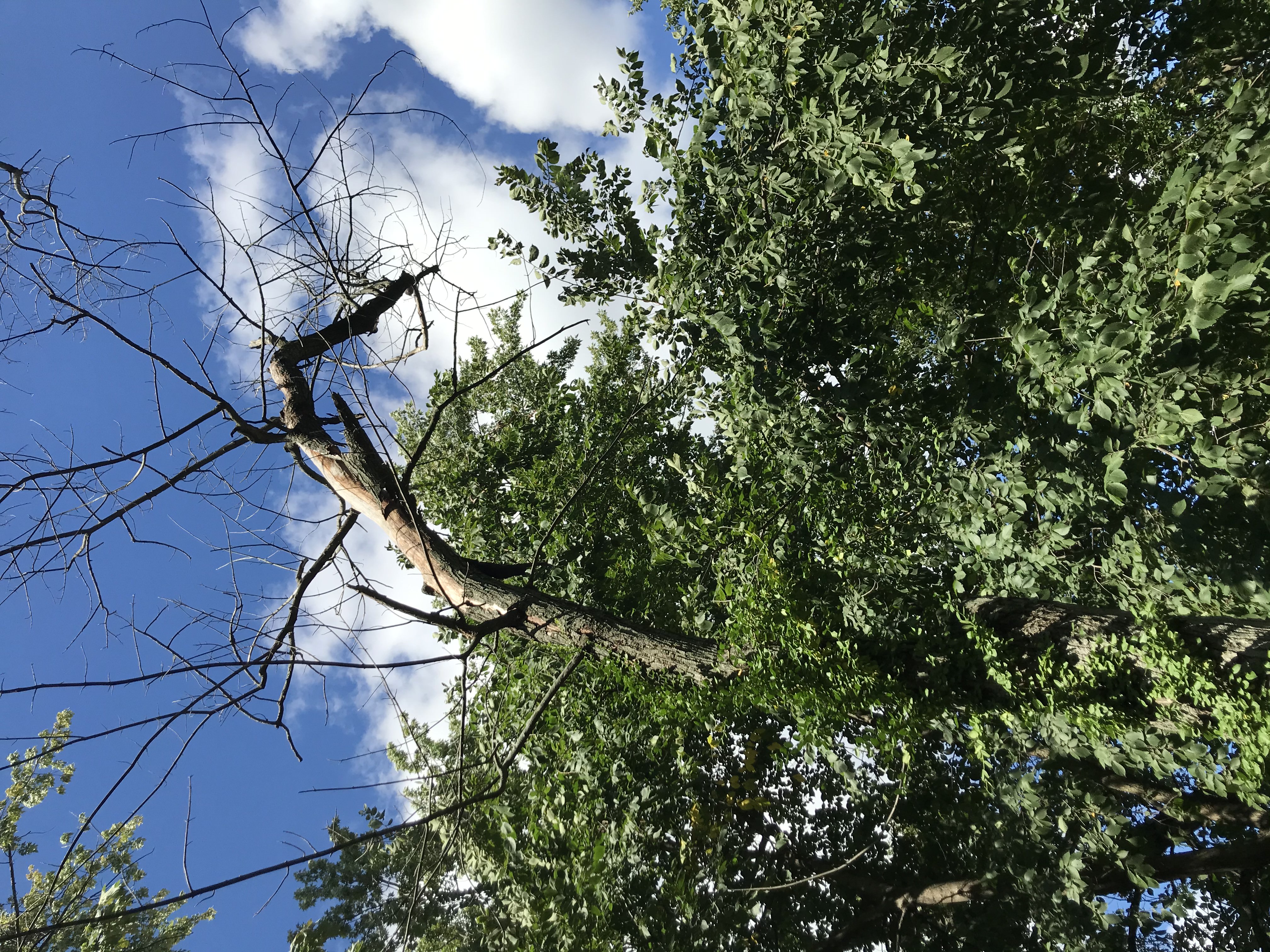 Is my tree dying? All the maple trees around it are dead or dying. r